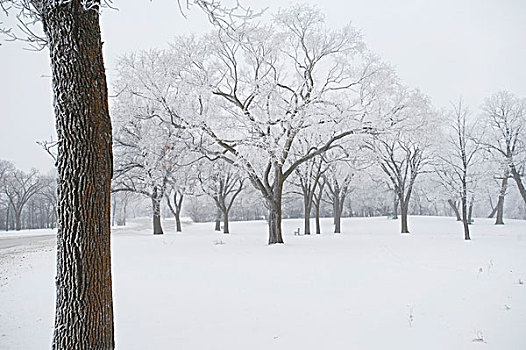 曼尼托巴,加拿大,树,积雪