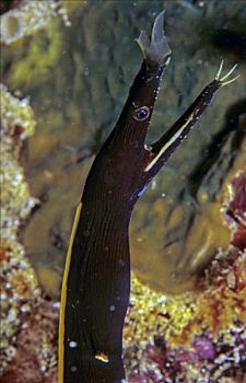 带,鳗鱼,黑色,幼小,阶段,印度尼西亚,亚洲