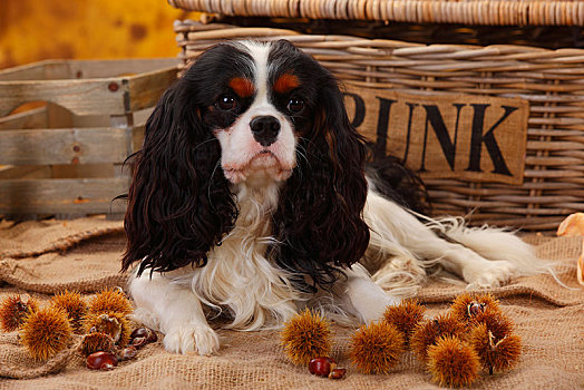 查尔斯王犬,三种颜色,1岁,横图,动物,秋天,装饰