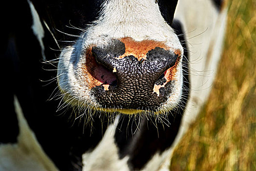鼻子,母牛