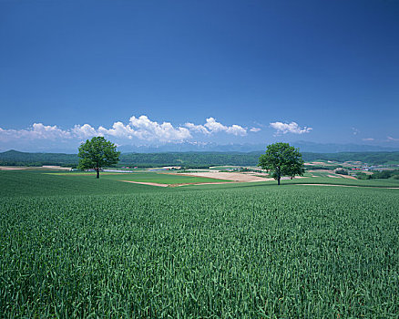 麦田