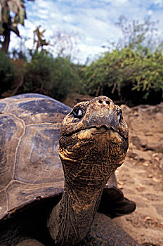 北美,加拉帕戈斯群岛,巨龟,加拉帕戈斯陆龟