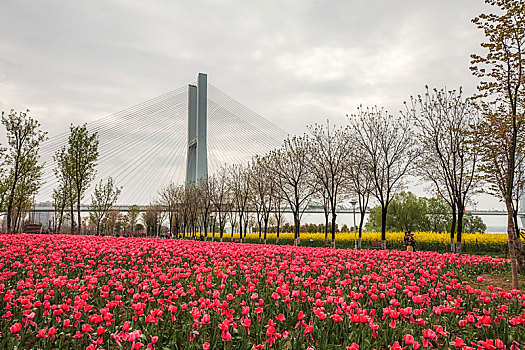 春天的荆州滨江公园图片