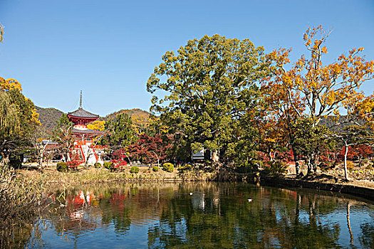 水塘,庙宇,京都,日本