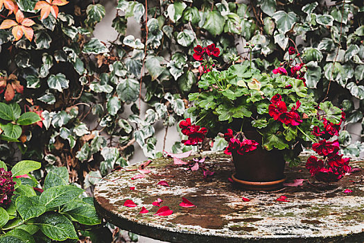 红色,天竺葵,旧式,桌子,后院