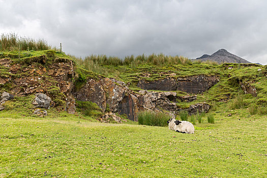 绵羊,放牧,山,康纳玛拉,爱尔兰