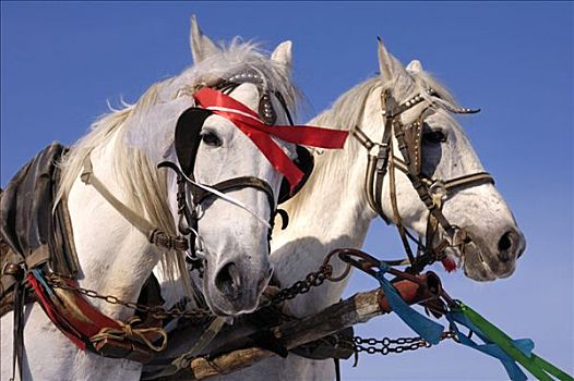 两个,白色,马,带,乌克兰,东欧