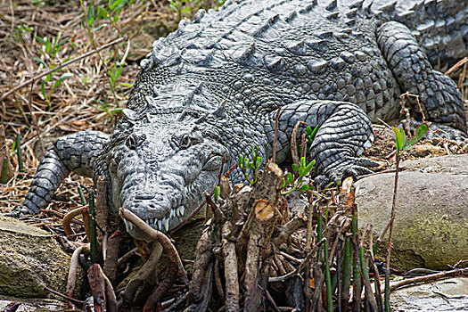 美洲鳄,鳄鱼,阳光,鳄属,大沼泽地国家公园,佛罗里达,美国