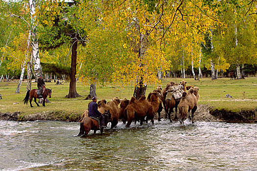 秋季牧场骆驼群