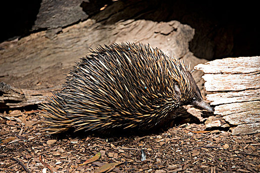 澳大利亚,阿德莱德,野生动植物园,刺状,食蚁兽,独特,哺乳动物,大幅,尺寸