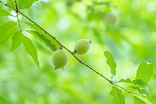 夏日青绿与果实