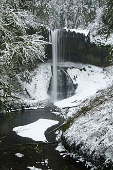 瀑布,树林,银色瀑布州立公园,俄勒冈,美国