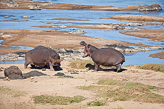 河马,雄性动物,争斗,克鲁格国家公园,南非
