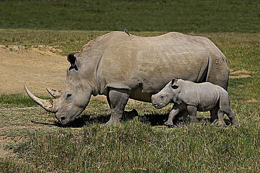 白犀牛,女性,纳库鲁,公园,肯尼亚