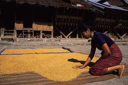 亚洲,印度尼西亚,苏门答腊岛,岛屿,乡村,女人,弄干,稻米,街道