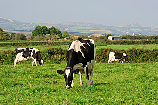 生活,牛,黑白花牛,弗里斯兰奶牛,母牛,放牧,草场,母羊,康沃尔,英格兰,英国,欧洲