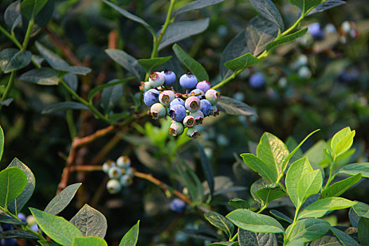蓝莓,采摘园