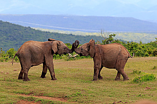 非洲象,成年,雄性,争斗,交际,动作,阿多大象国家公园,东开普省,南非,非洲