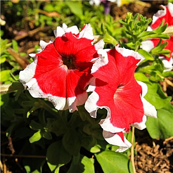 红色,白色,矮牵牛花属植物,花