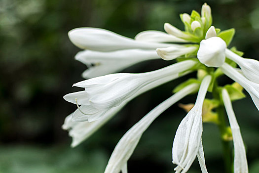 玉簪花,花卉