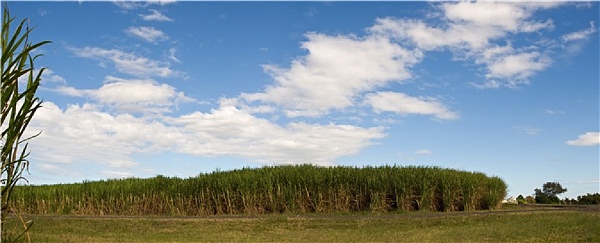 甘蔗,种植园,作物,澳大利亚,农业,蓝天,全景