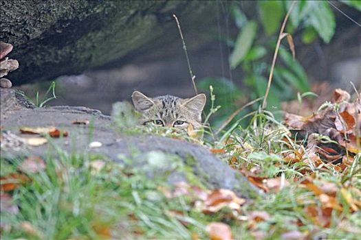 野生猫科动物,看,好奇