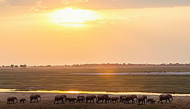 大象,河,乔贝国家公园,赞比亚,非洲