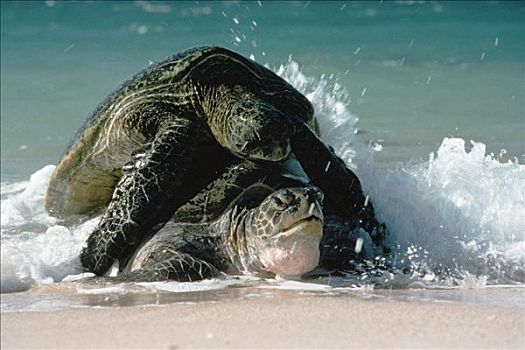 绿海龟,龟类,伴侣,交配,夏威夷