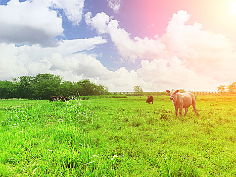 蓝天白云下草地上的牛