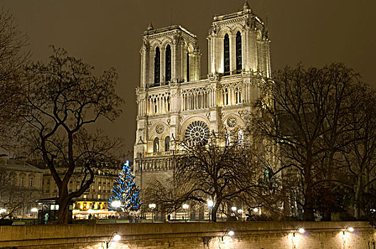 圣诞节,树,正面,圣母院,大教堂,夜晚,巴黎,法国,欧洲