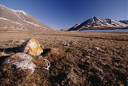 石头,顶峰,苔原,北极国家野生动物保护区,阿拉斯加