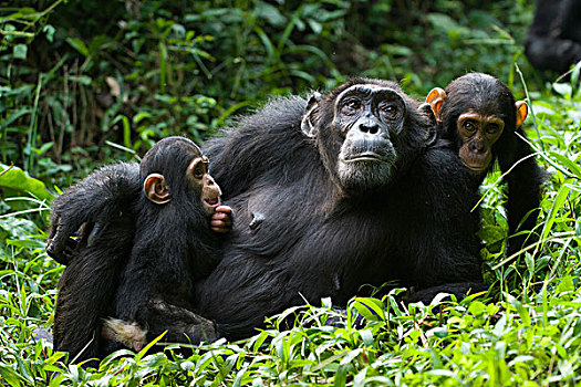 黑猩猩,类人猿,母亲,休息,四个,老,幼仔,破旧,西部,乌干达