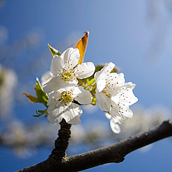 苹果花,苹果