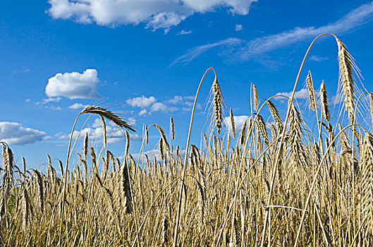 大麦,地点,蓝色,夏天,天空,白色,云