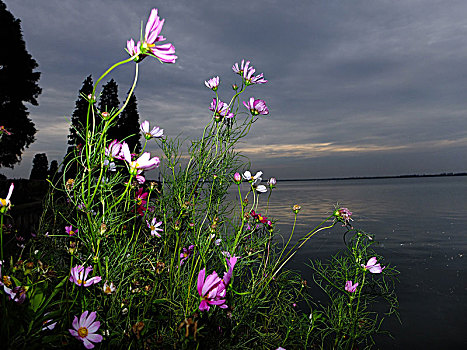 淀山湖的格桑花