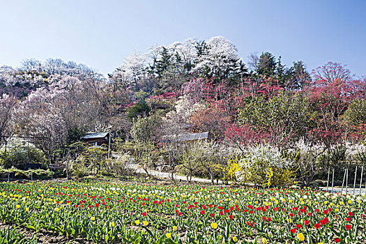 樱桃树,公园,福岛,日本