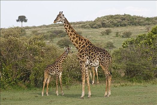 马萨伊,长颈鹿,马赛长颈鹿,肯尼亚,非洲