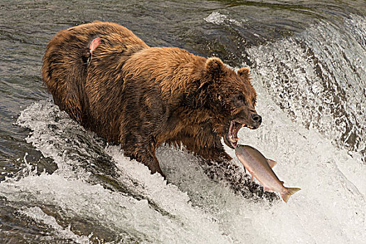 熊,抓住,三文鱼,嘴
