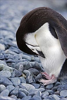 帽带企鹅,阿德利企鹅属,海滩,半月,湾,岛屿