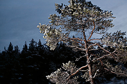 松树,正面,暗色,树林,瑞典