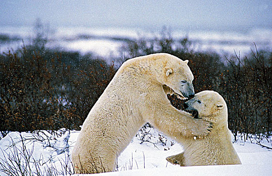 北极熊,成年,争执,争斗,丘吉尔市,丘吉尔,曼尼托巴,加拿大