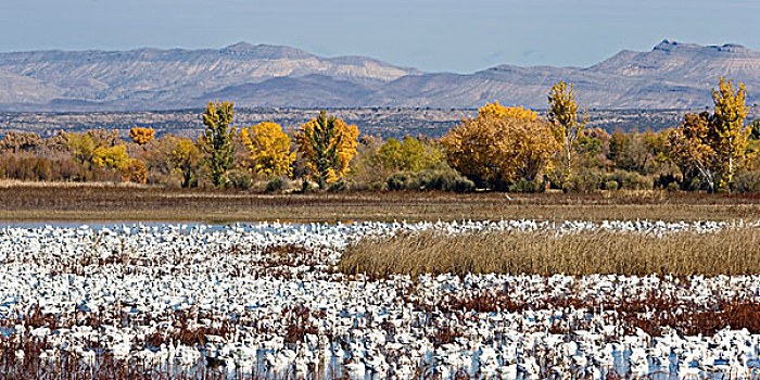 雪雁,水,野生动植物保护区,新墨西哥,美国