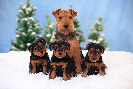 梗犬,女性,8周,小狗,坐,人造,雪,冬天