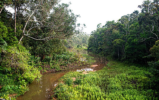 雨林,安达斯巴曼塔迪亚国家公园,国家公园,马达加斯加,非洲