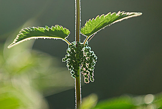 荨麻,逆光,瑞典