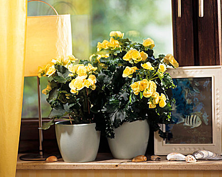 窗台,秋海棠,杂交品种