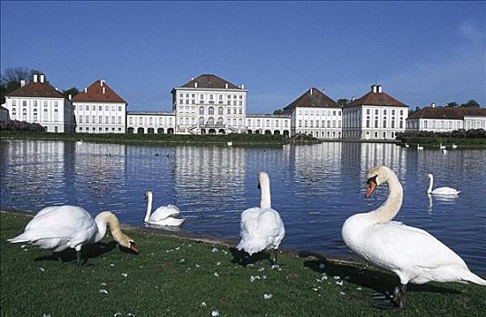 城堡,宫殿,宫殿广场,湖,天鹅,鸟,慕尼黑,巴伐利亚,德国,欧洲,动物