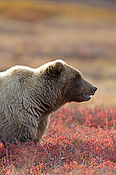 大灰熊,棕熊,秋天,苔原,中心,阿拉斯加