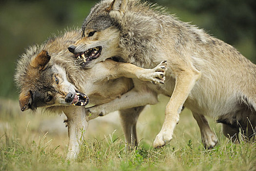 狼,争斗