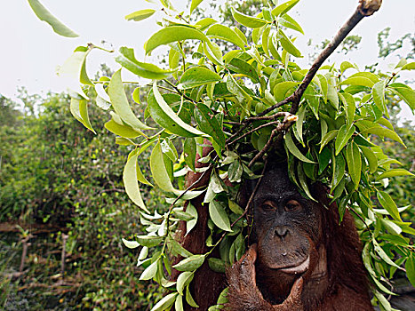 猩猩,黑猩猩,枝条,蔽护,雨,婆罗洲,马来西亚